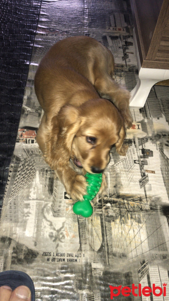 Amerikan Cocker Spaniel, Köpek  Sirius fotoğrafı