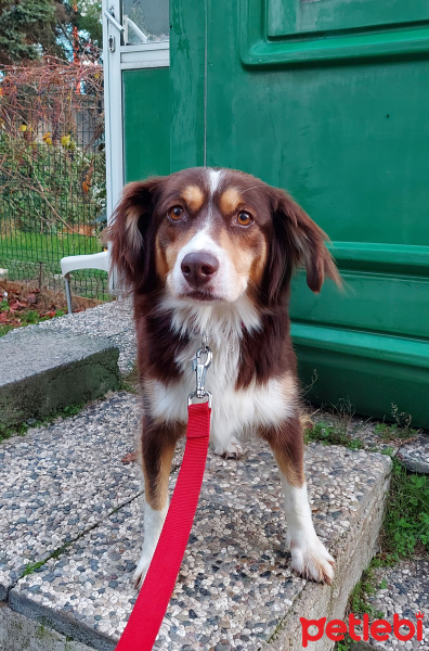 Border Collie, Köpek  Prenses fotoğrafı