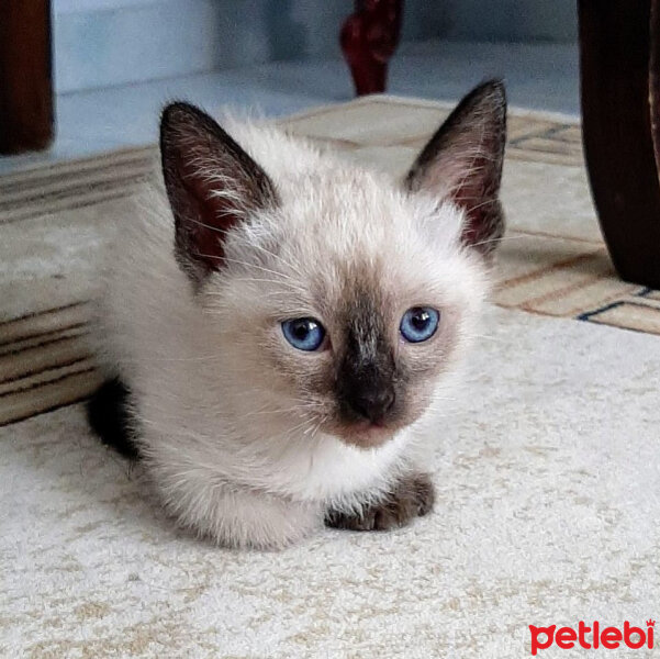 Siyam Kedisi, Kedi  Asil fotoğrafı