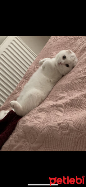 Scottish Fold, Kedi  Luna fotoğrafı