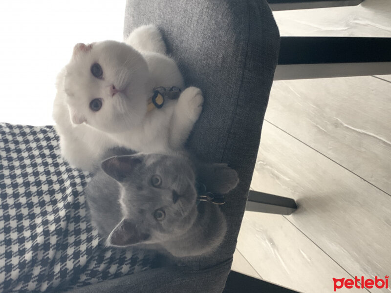 Scottish Fold, Kedi  Luna fotoğrafı