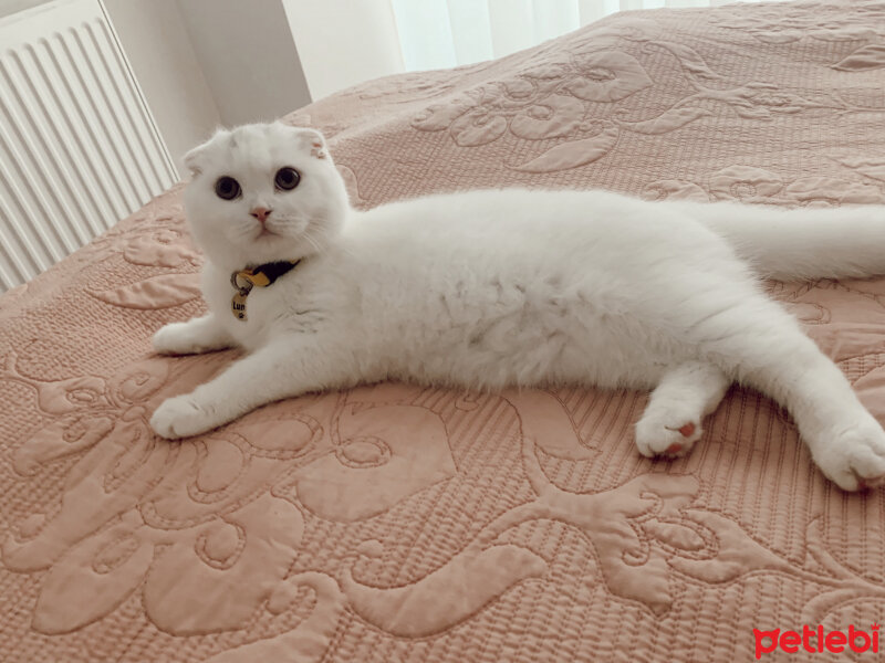 Scottish Fold, Kedi  Luna fotoğrafı