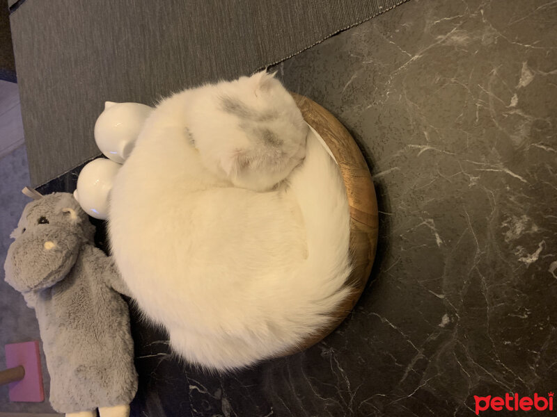 Scottish Fold, Kedi  Luna fotoğrafı