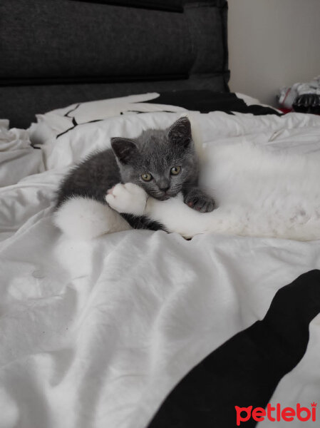 British Shorthair, Kedi  Dobby fotoğrafı