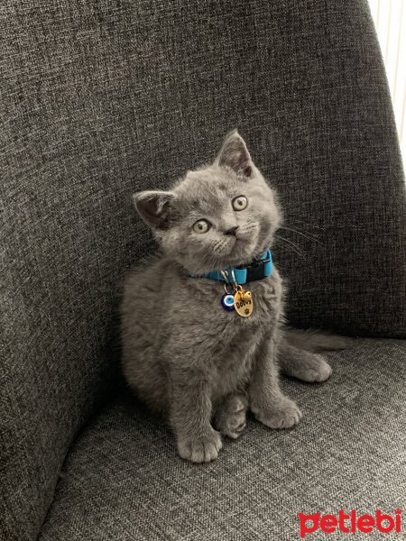 British Shorthair, Kedi  Dobby fotoğrafı