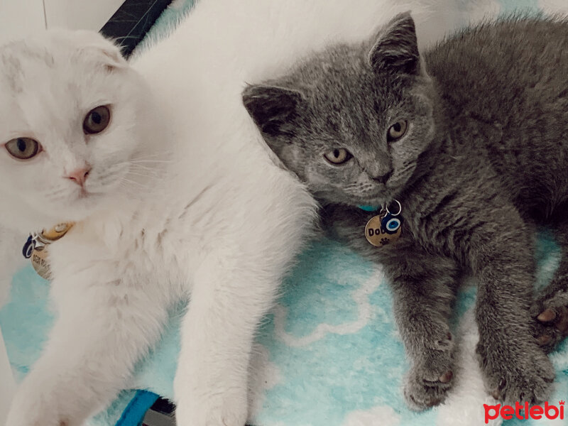 British Shorthair, Kedi  Dobby fotoğrafı