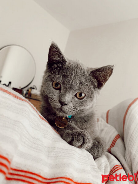 British Shorthair, Kedi  Dobby fotoğrafı