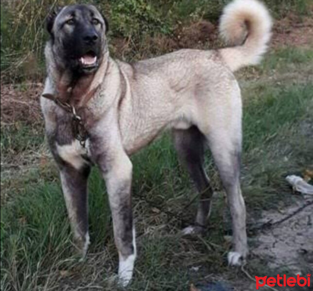 Kangal, Köpek  Zeus fotoğrafı