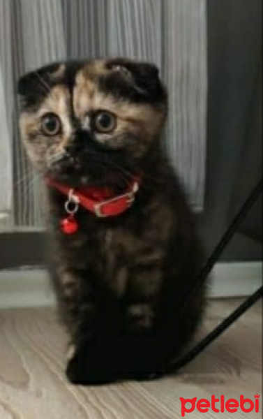 Scottish Fold, Kedi  Marsi fotoğrafı