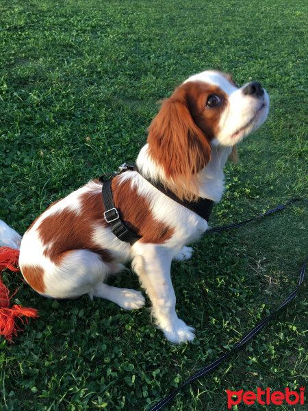 Cavalier King Charles Spanieli, Köpek  Alex fotoğrafı