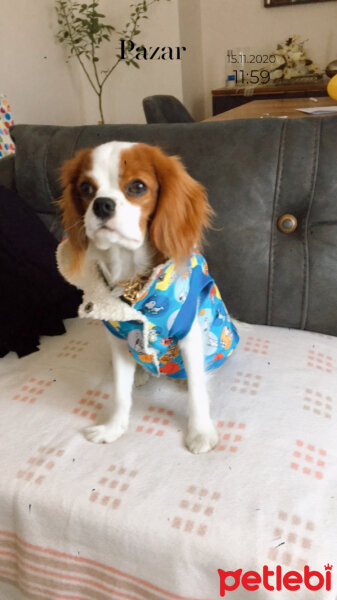 Cavalier King Charles Spanieli, Köpek  Alex fotoğrafı