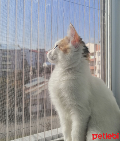 Tekir Kedi, Kedi  Badem fotoğrafı