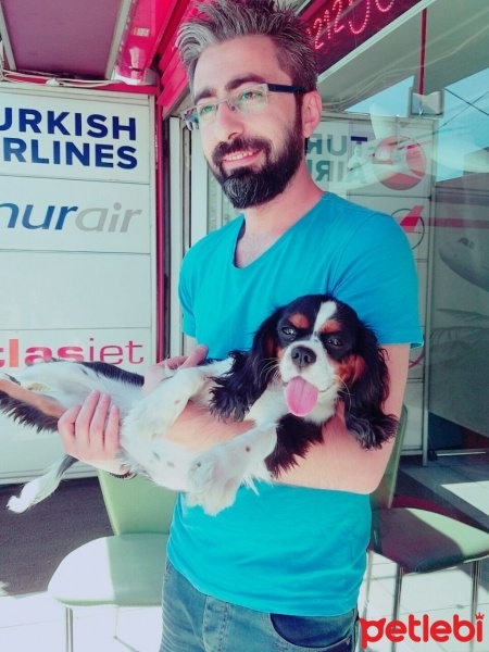 Cavalier King Charles Spanieli, Köpek  Sera fotoğrafı