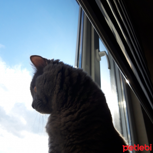 British Shorthair, Kedi  Gray fotoğrafı