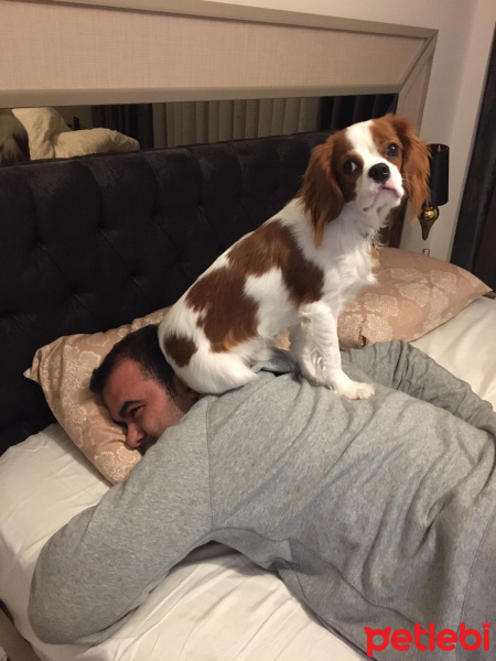 King Charles Spaniel, Köpek  Alex fotoğrafı