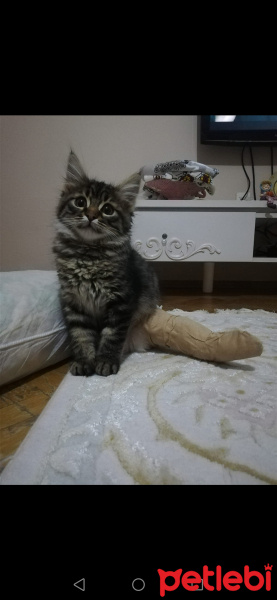 Tekir Kedi, Kedi  Khalesi fotoğrafı