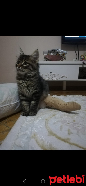 Tekir Kedi, Kedi  Khalesi fotoğrafı