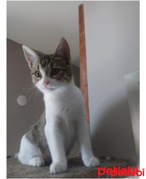 Tekir Kedi, Kedi  Piniş fotoğrafı