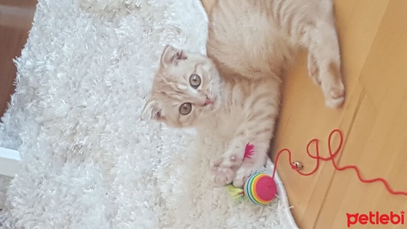 Scottish Fold, Kedi  Simbat fotoğrafı