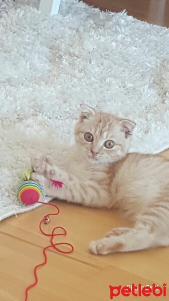 Scottish Fold, Kedi  Simbat fotoğrafı