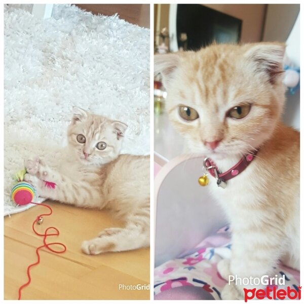 Scottish Fold, Kedi  Simbat fotoğrafı