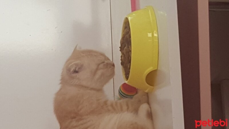 Scottish Fold, Kedi  Simbat fotoğrafı