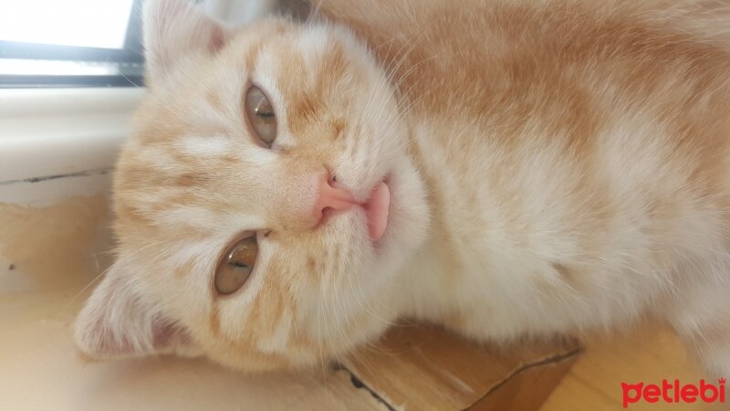 Scottish Fold, Kedi  Simbat fotoğrafı