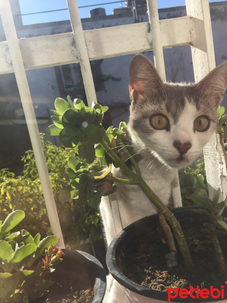 Tekir Kedi, Kedi  Linda fotoğrafı