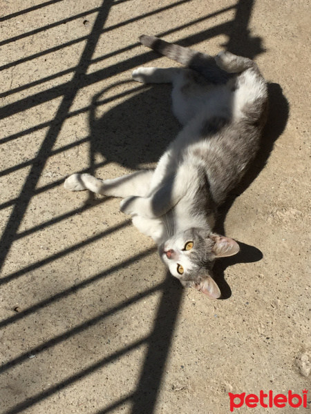 Tekir Kedi, Kedi  Linda fotoğrafı