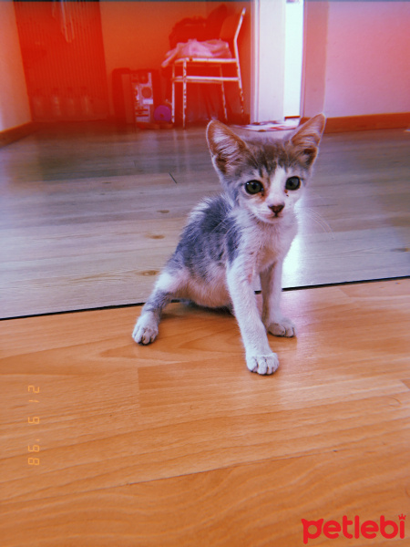 Tekir Kedi, Kedi  Linda fotoğrafı