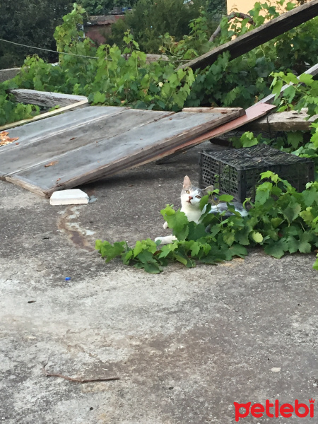 Tekir Kedi, Kedi  Linda fotoğrafı