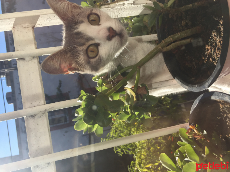 Tekir Kedi, Kedi  Linda fotoğrafı