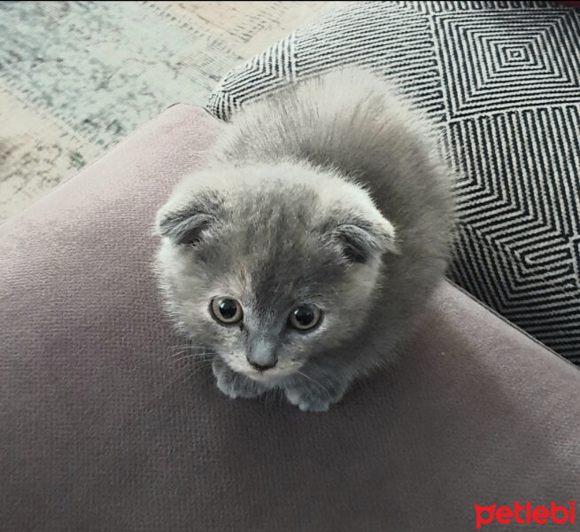 Scottish Fold, Kedi  Coffee fotoğrafı