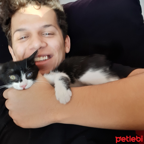 Tuxedo (Smokin) Kedi, Kedi  TURŞU fotoğrafı
