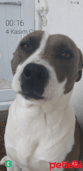 Amerikan Pitbull Terrier, Köpek  Asi fotoğrafı