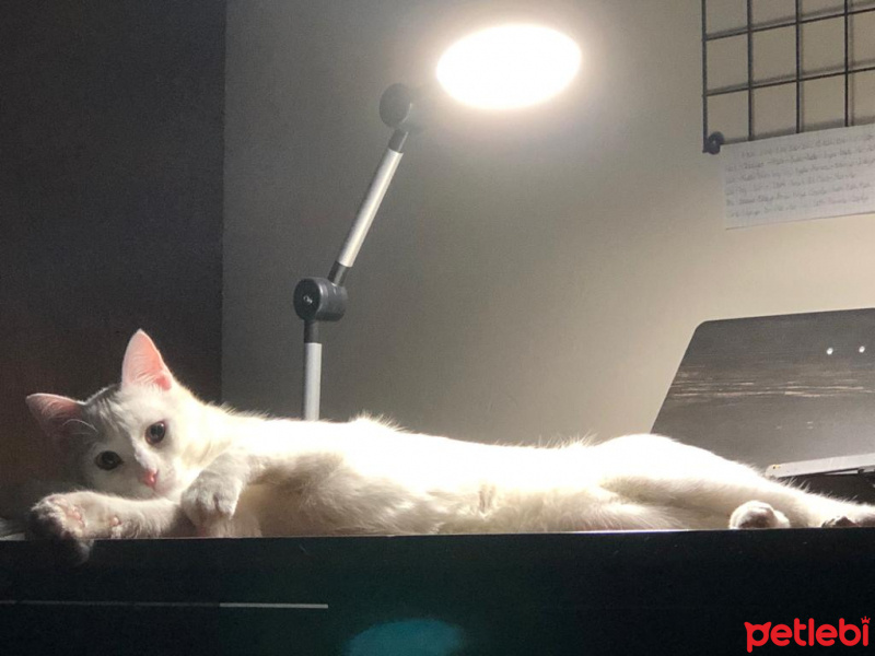 Van Kedisi, Kedi  Minik fotoğrafı