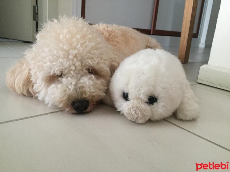 Poodle (Minyatür Kaniş), Köpek  Rio fotoğrafı