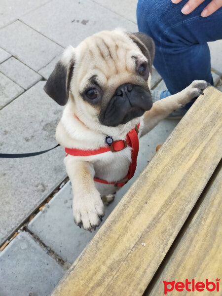 Pug, Köpek  Alex fotoğrafı