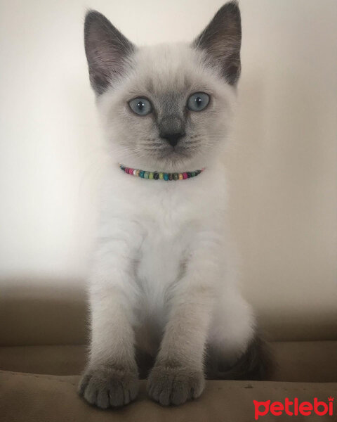 British Shorthair, Kedi  Sütlaç fotoğrafı