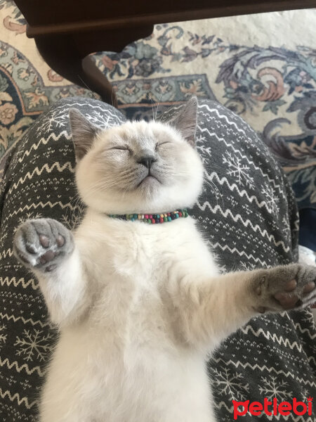 British Shorthair, Kedi  Sütlaç fotoğrafı