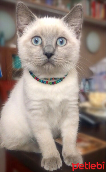 British Shorthair, Kedi  Sütlaç fotoğrafı