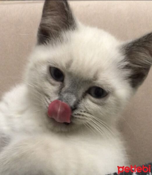 British Shorthair, Kedi  Sütlaç fotoğrafı