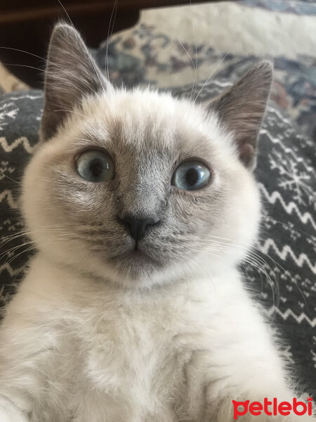 British Shorthair, Kedi  Sütlaç fotoğrafı