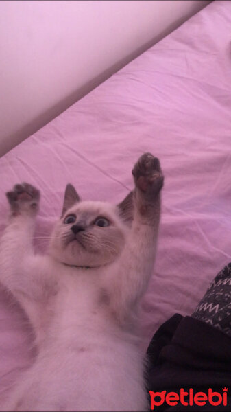 British Shorthair, Kedi  Sütlaç fotoğrafı