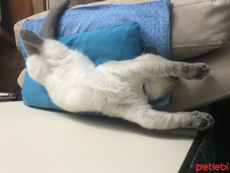 British Shorthair, Kedi  Sütlaç fotoğrafı