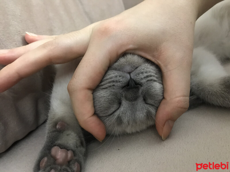 British Shorthair, Kedi  Sütlaç fotoğrafı