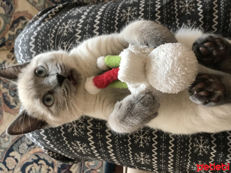 British Shorthair, Kedi  Sütlaç fotoğrafı