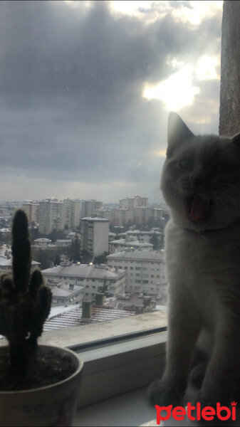 British Shorthair, Kedi  Sütlaç fotoğrafı