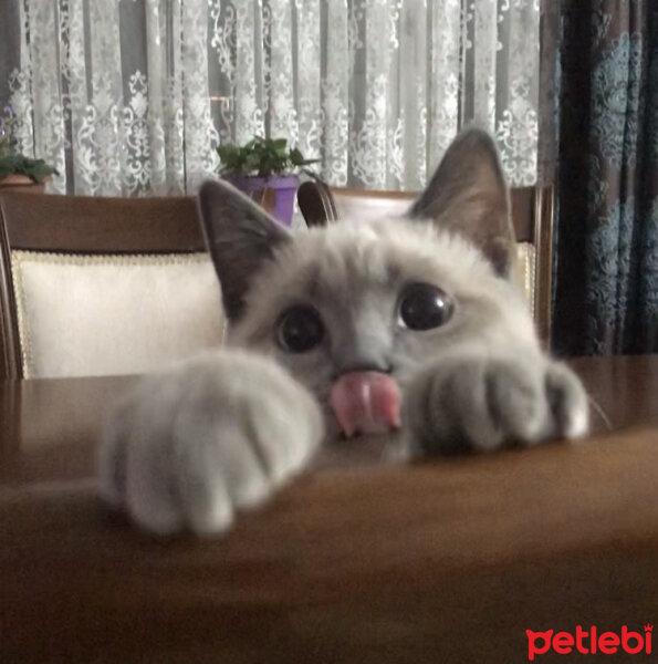 British Shorthair, Kedi  Sütlaç fotoğrafı