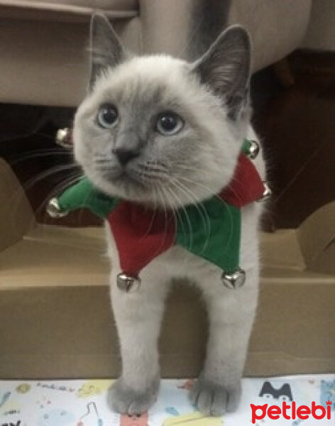 British Shorthair, Kedi  Sütlaç fotoğrafı